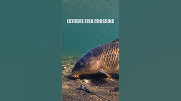 Carp: “Just One More Boilie…” (While Hooked)