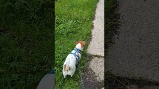 Walking Eddie The Jack Russell Terrier