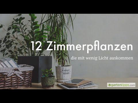 Video: 12 Zimmerpflanzen, Die Nicht In Einen Kindergarten Gehören