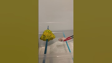 Green Tree Python Eating! #reptile #snake #feeding