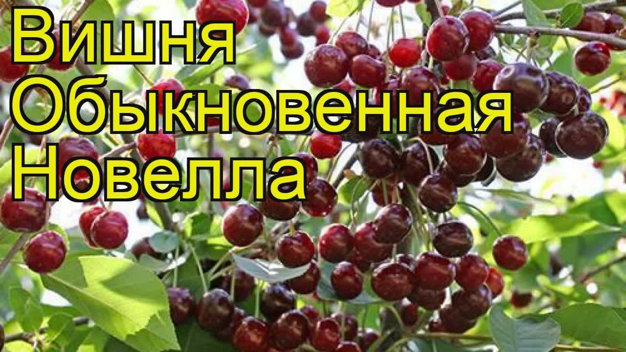 Описание вишни Октава