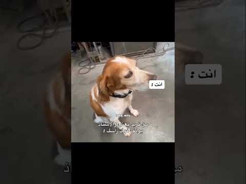 و النوب و هو يشرح للي بصفك طيبه كلبه تصير بوجهك