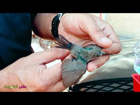 فيديو: كيف تولد فراخ الطائر الطنان