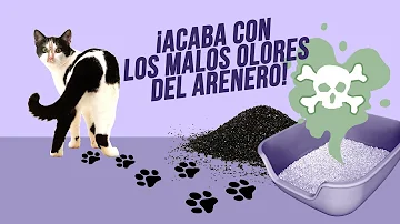 ¿Es seguro añadir bicarbonato sódico a la arena para gatos?