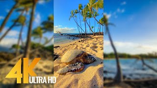 Vertical 4K Nature Film With Music - The Beauty Of Big Islands Nature Hawaii