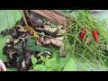 Asias most expensive food farm to fine dining marathon full documentary