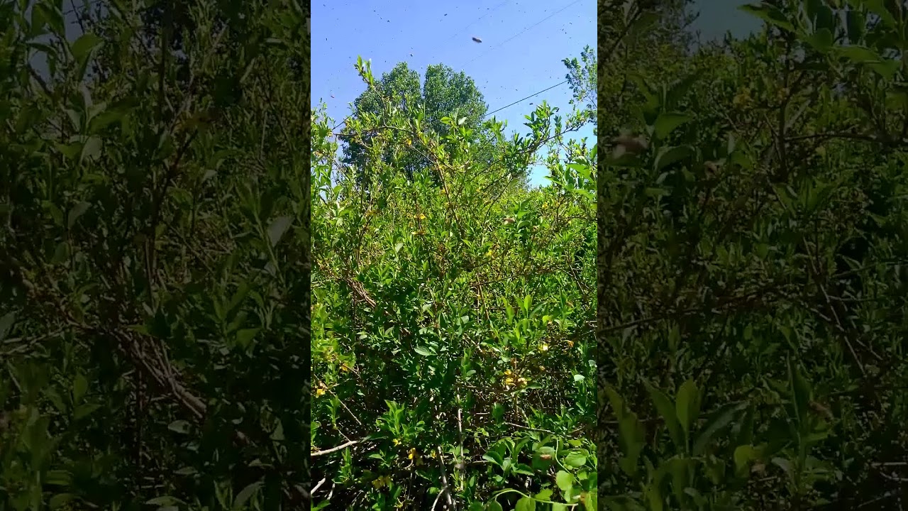 wet-stinger-bees-good-day-for-a-swarm-3-youtube