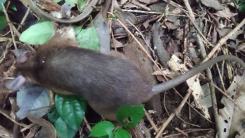 Lại Tiếp Tục Đi Xem Bẫy Chuột Mây