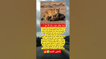 قصة الوشق المصري من كام ساعة طلعت واحدة من إناث حيوان الوشق المصري على الحدود المصرية في سينا 