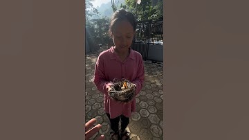 di kasih anak burung cendet lagi 3 ekor sama tetangga #shors #burungcendet #birds #bolang