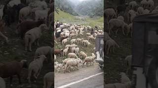 "The Bond Between a Shepherd and His Flock ❤️🐑"#shortvideo #travel #himalayantrip #mountains