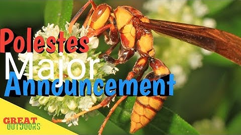 Floridas Executioner wasp Revealed