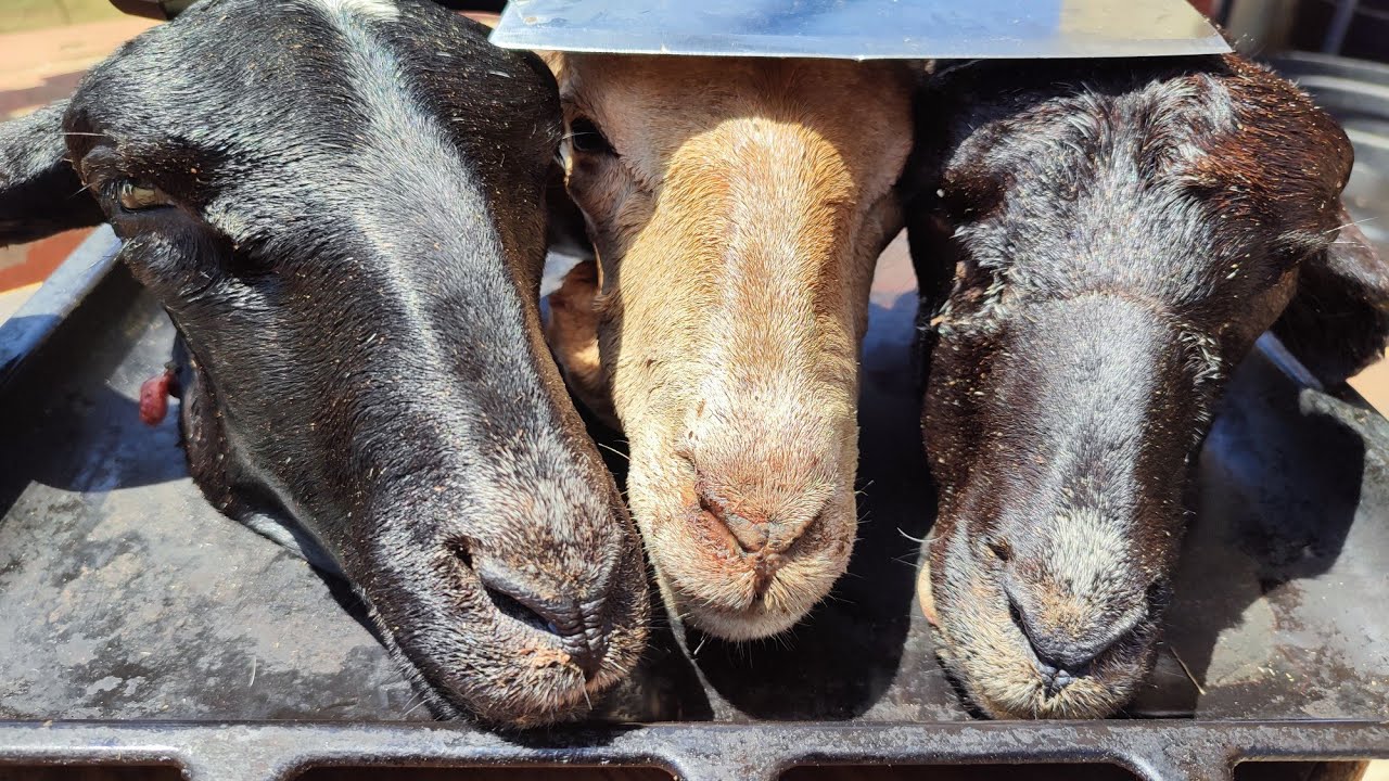 tasty goat head spicy soup, tasty goat head cutting & cooking,goat head