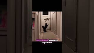 Удивительные кошки: маленькие хищники 🐱✨