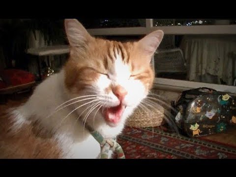 うちの猫が見えない誰かと喋ってます 心霊現象 怖いんですけど Youtube うちの猫が見えない誰かと喋ってます 心霊現象 怖いんですけど Youtube