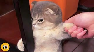 Funny Animal Videos - Try Not To Laugh At Dogs And Cats Fails by Bad Pets 2,433 views 2 months ago 10 minutes, 27 seconds