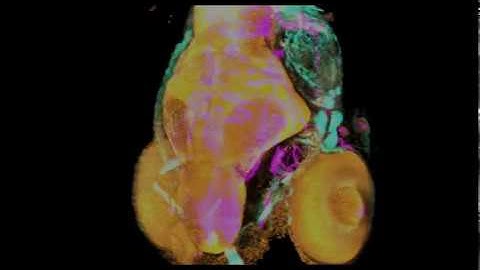 FluoRender HDR Rendering