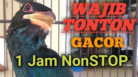 Tengkek Buto Suara Jernih GACOR NGEKEK 1 Jam NonStop Full Speed