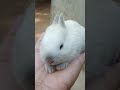 Cute rabbit kidsshortsrikusworld