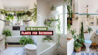 28 Best Indoor Plants for Bathroom