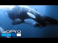 GoPro Cause: Ocean Souls | A Cetaceans Film