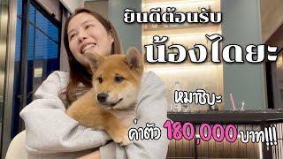 ยินดีต้อนรับ น้องไดยะ หมาชิบะจากญี่ปุ่น ตัวละ 180,000 บาท!!!