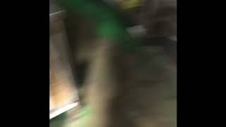 冷凍アサリの茹で方