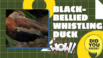 black-bellied whistling duck facts 🦆 breeds United States 🇺🇸 Mexico 🇲🇽 South America