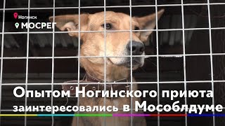 Муниципальный приют лучший в области, "Дом Юнармии", "360 Богородский" 16.10.2019 Муниципальный приют лучший в области, "Дом Юнармии", "360 Богородский" 16.10.2019
