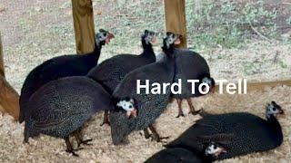 Hard to tell Male Or Female | Farmvlog  4K