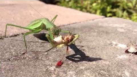 Praying mantis eating stink bug