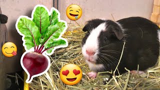My 14 Guinea Pigs Try BEETROOT For The First Time!