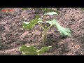 Funny timelapse  of real  growing beans  
