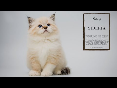 Kucing Siberia | jenis kucing | kucing lucu | kucing persia | kucing anggora | kucing maine coon