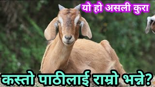 एउटा राम्राे बाख्राको पाठी कस्तो हुनु पर्दछ?|| Goat Farming ideals