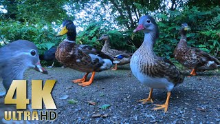 Feeding the Ducks in the Evening  Mandarins  Mallards  Nature Relaxation Video