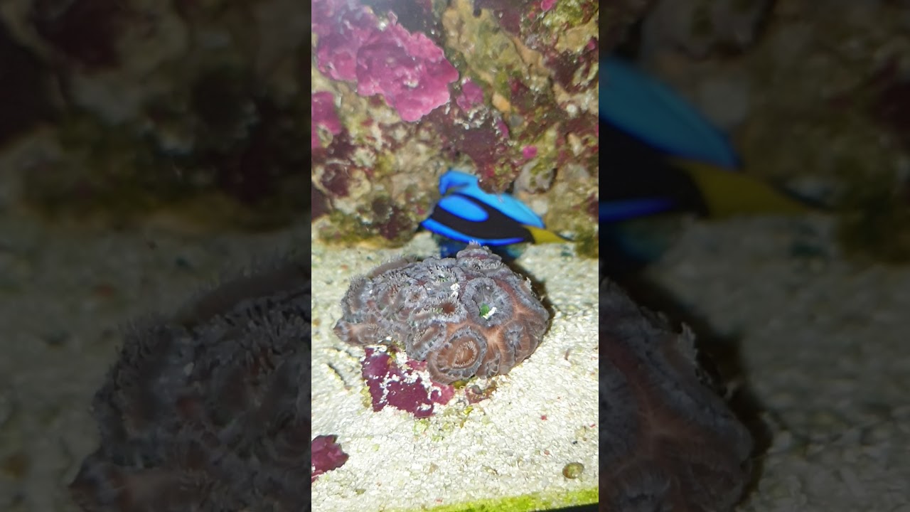 Fire shrimp (blood shrimp) breeding, baby fire shrimp evryware