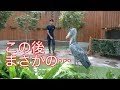 だいすきな飼育員さんにそっけなくされるハシビロコウ