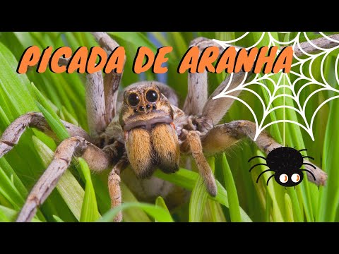 Vídeo: As picadas de aranha costumam coçar?