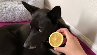 DOG'S REACTION TO SOUR LEMON (HILARIOUS REACTION + COMMENTARY) by Leonidasugoi 809 views 5 years ago 2 minutes, 33 seconds