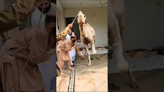 camel ki qurbani shorts  ytshorts youtubeshorts youtube