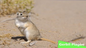 Gerbil Plague (Nature Documentary)