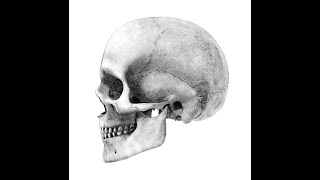 Skull side view - How to Draw