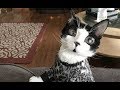 Кошка с огромными «стеклянными» глазами из-за редкого синдрома