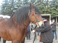 КОНІ ВАГОВОЗИ.  ВИБИРАЄМ КОНЯ ПОЛЬША.HORSE SHOPPING FOR A BEAUTIFUL STALLION