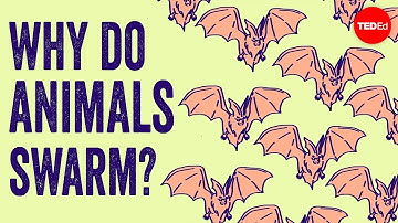 Why do animals form swarms? - Maria R. D