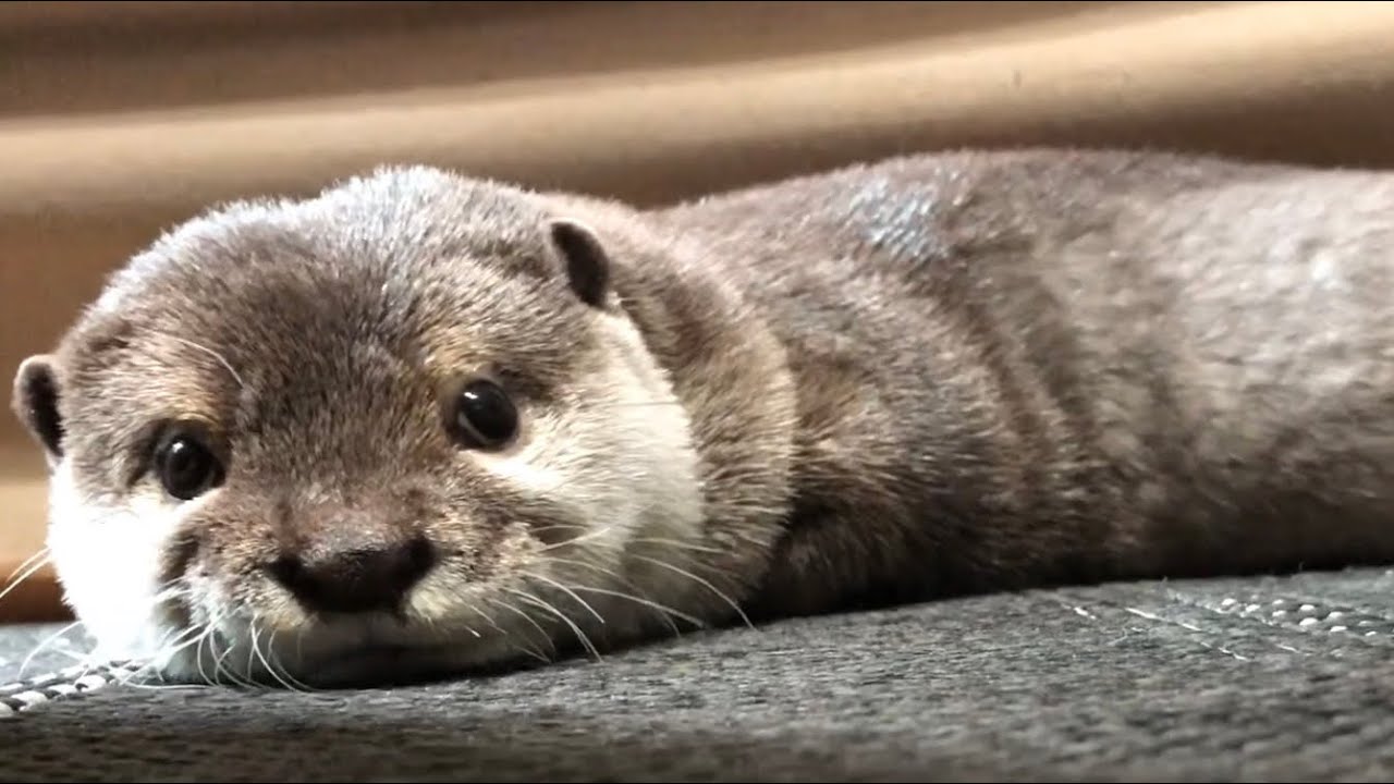 カワウソ みたい な 動物