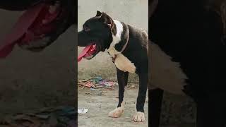 The Magnificent American Pitbull 11 Months