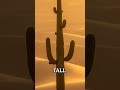 Desert Survival: Camels Store Fat NOT Water in Their Humps