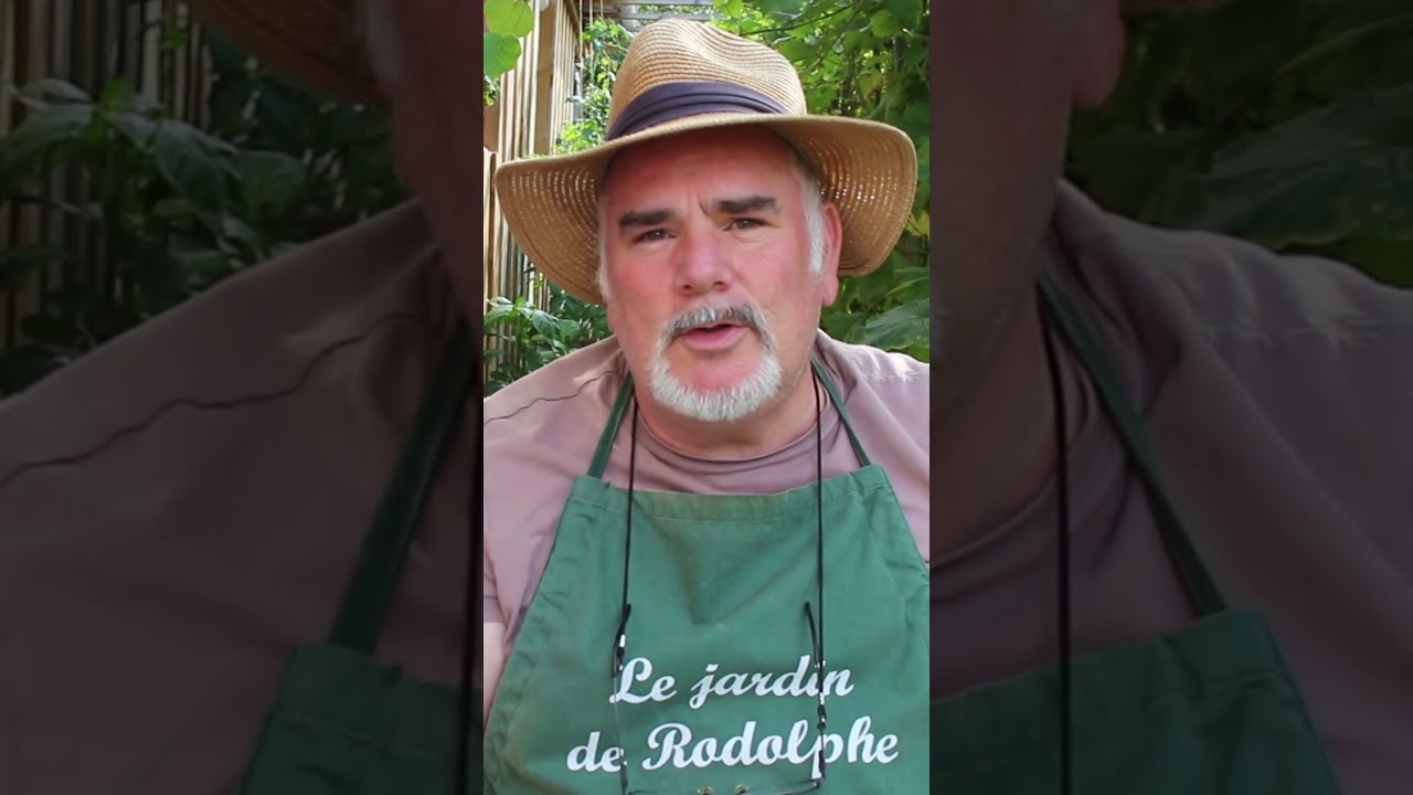Quoi Planter Mi Ao T Au Potager Les Aromatiques Permaculture Jardin Jardinage Garden
